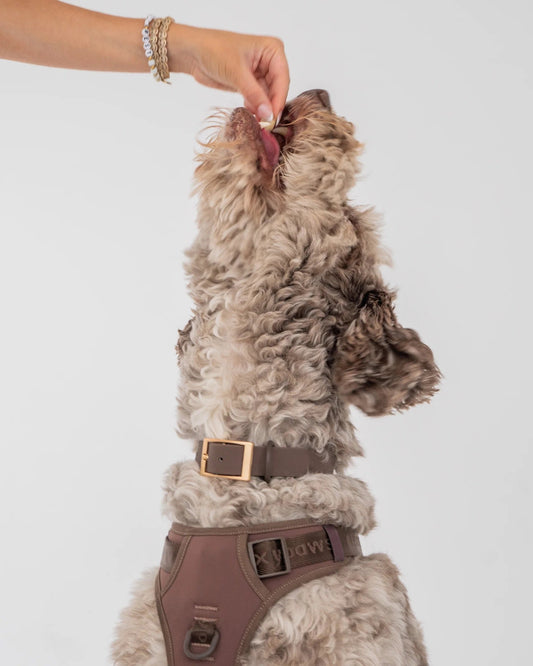 Dexypaws Waterproof Dog Collar in Espresso