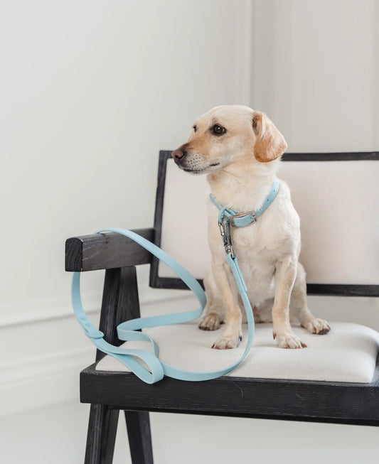 Dexypaws Waterproof Dog Collar in Sky Blue