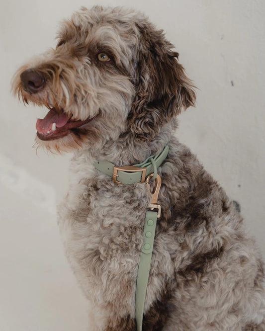 Dexypaws Waterproof Dog Collar in Sage Green