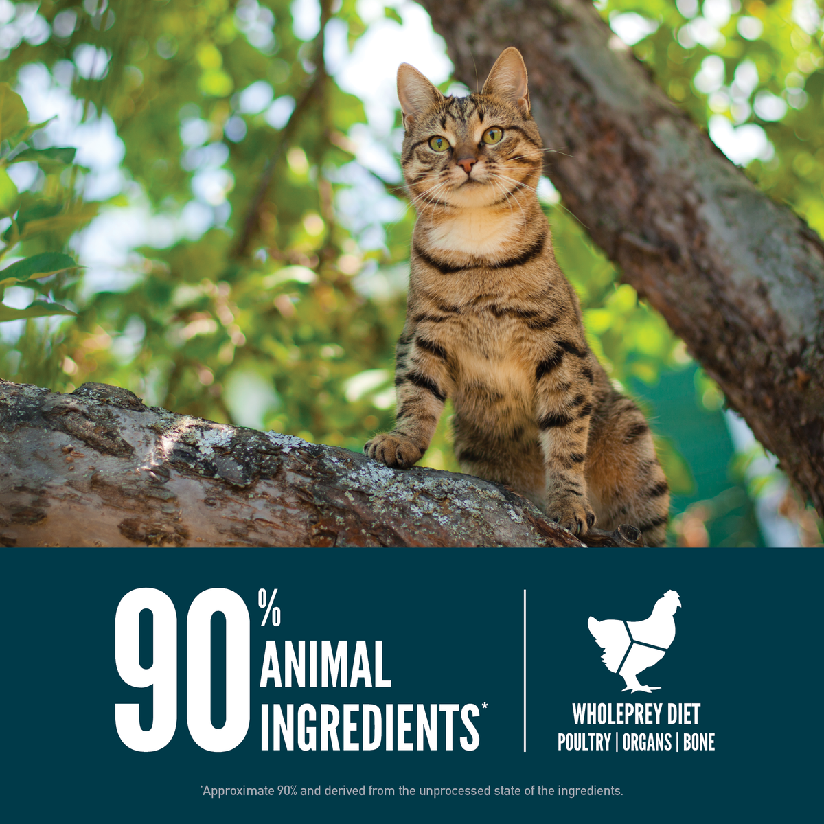 ORIJEN Guardian 8 Cat Food