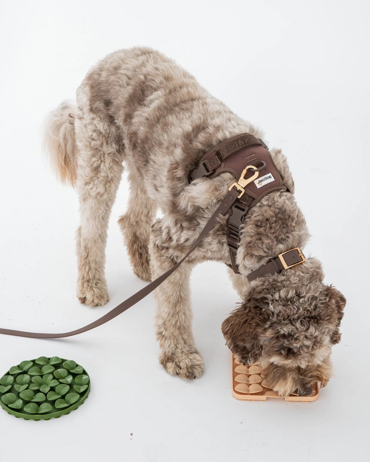 Dexypaws Waterproof Dog Collar in Espresso