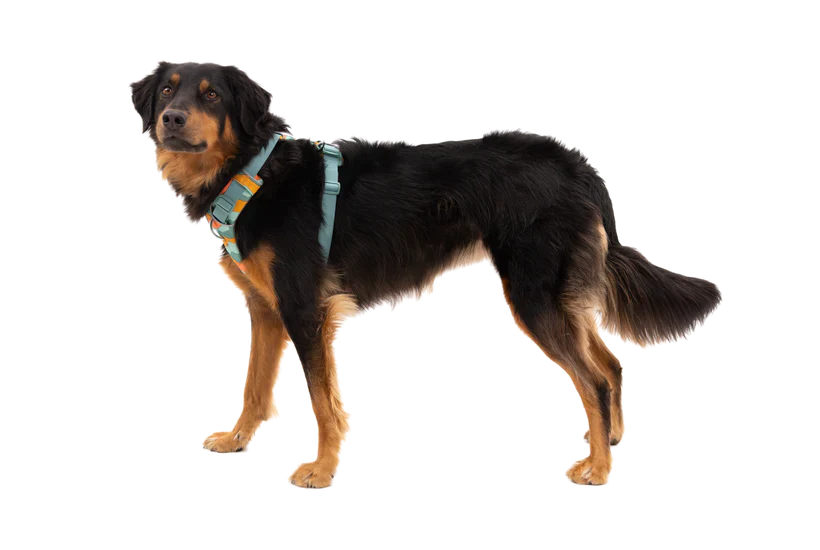 RUFFWEAR Front Range Dog Harness Spring Mountains