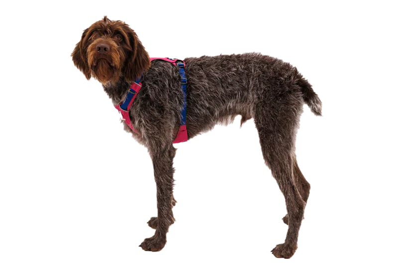 RUFFWEAR Hi & Light Lightweight Dog Harness Alpenglow Pink