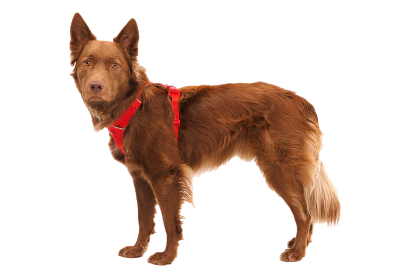 RUFFWEAR Front Range Dog Harness Red Canyon