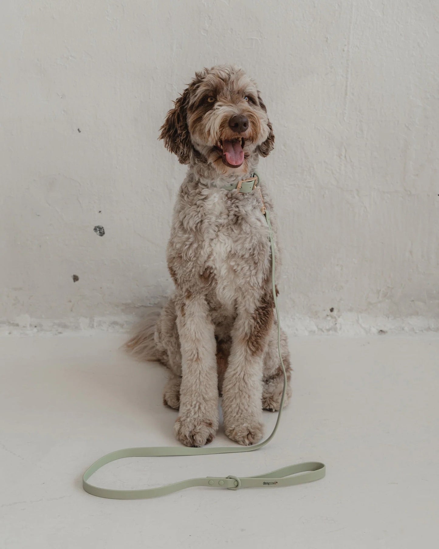 Dexypaws Waterproof Dog Collar in Sage Green