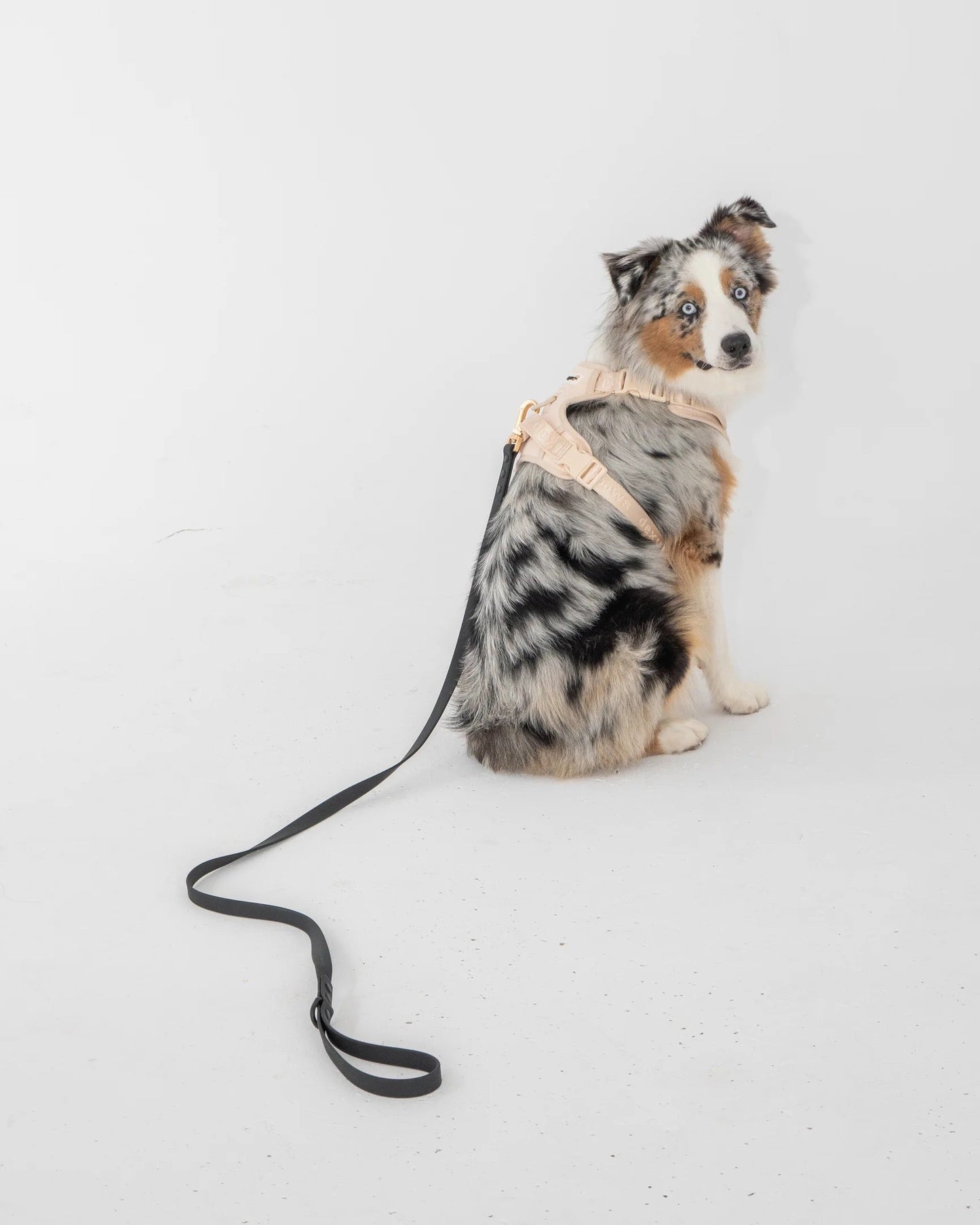 Dexypaws Waterproof Dog Leash in Black