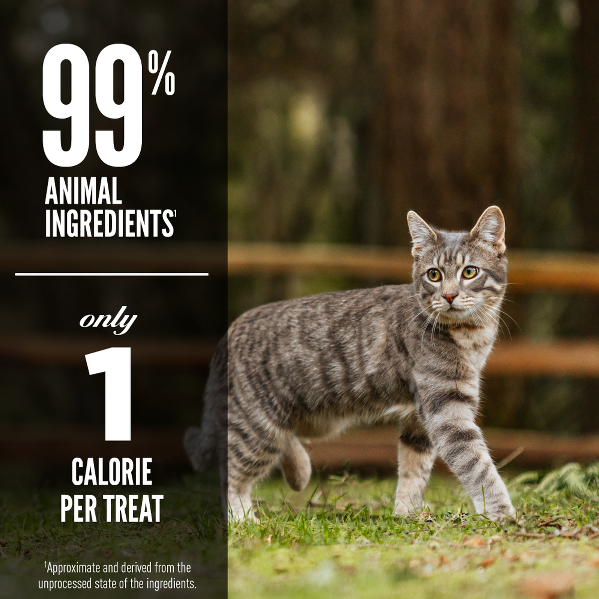 ORIJEN Six Fish Freeze-Dried Cat Treats 35g