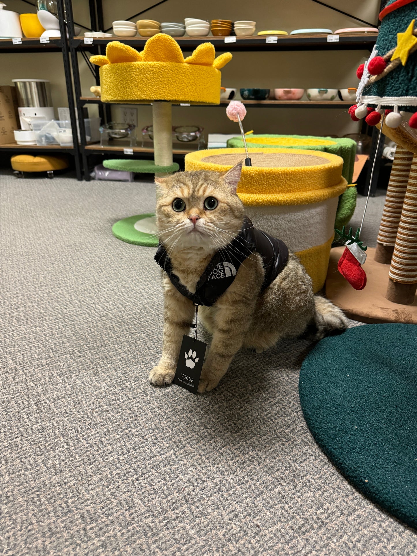 The Dog Face Down Vest