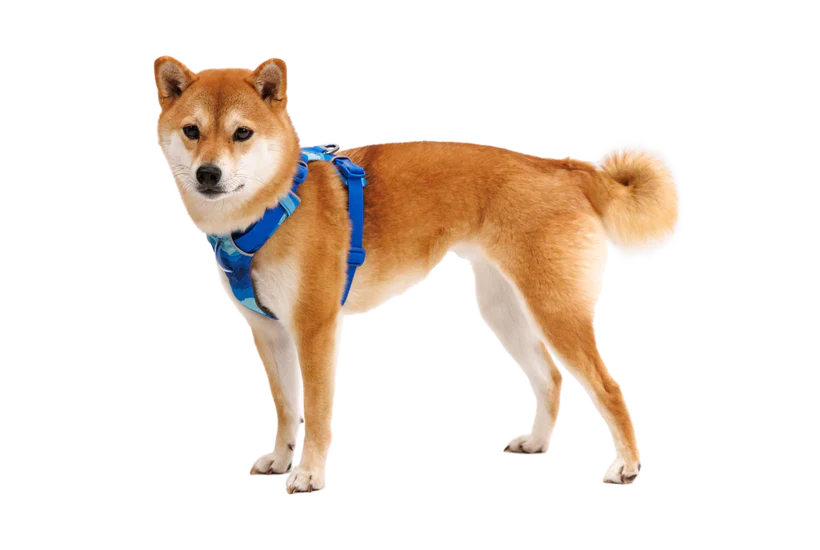 RUFFWEAR Front Range Dog Harness Coastal Mountains