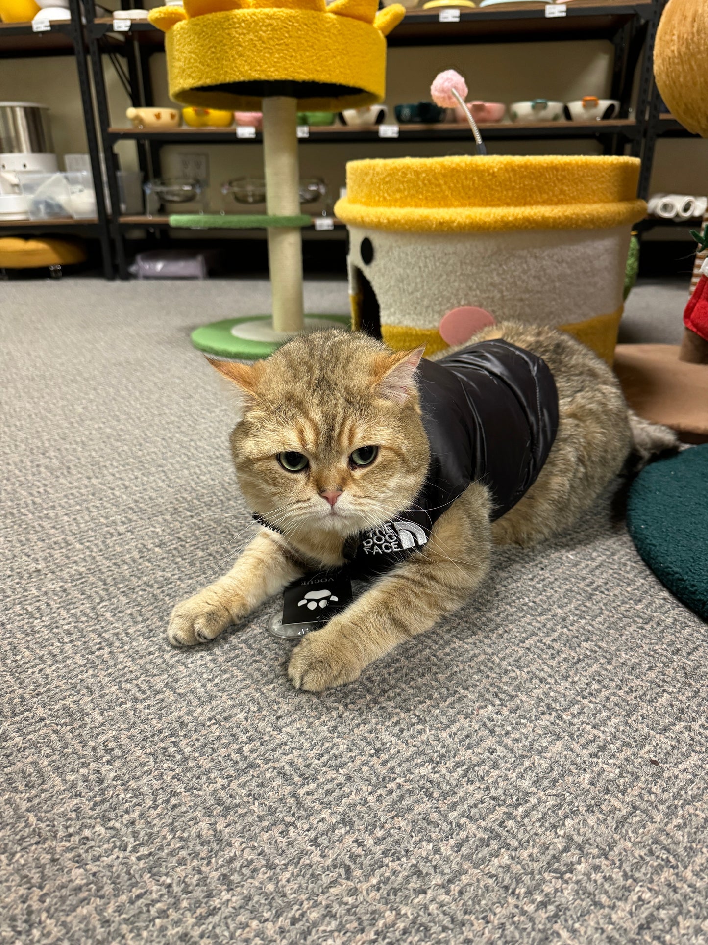 The Dog Face Down Vest