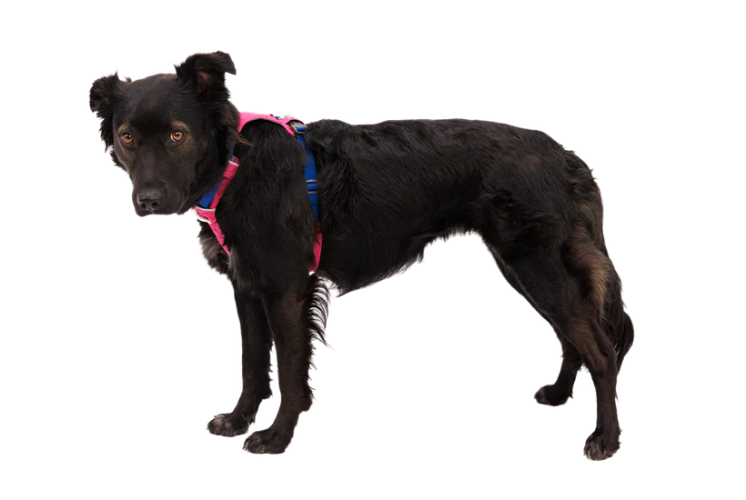 RUFFWEAR Hi & Light Lightweight Dog Harness Alpenglow Pink