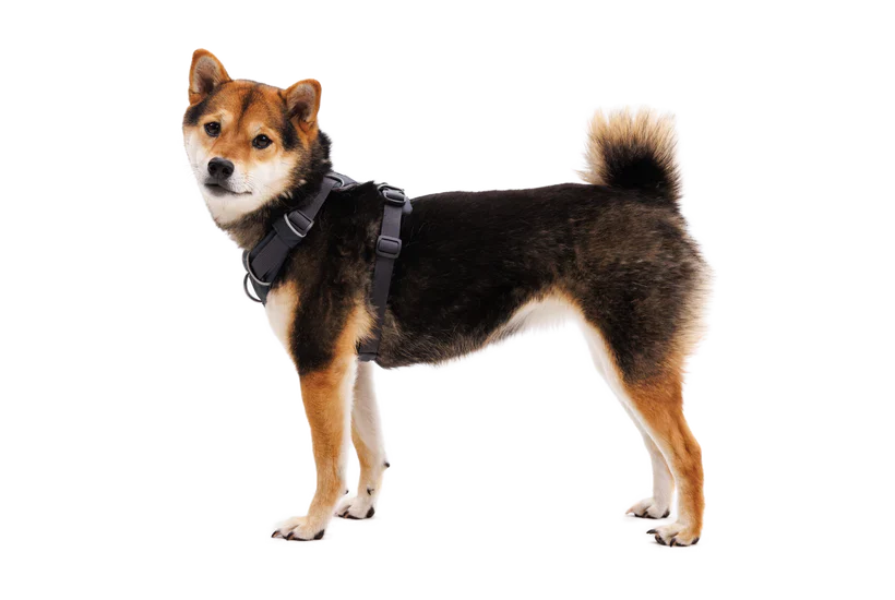 RUFFWEAR Front Range Dog Harness Basalt Gray