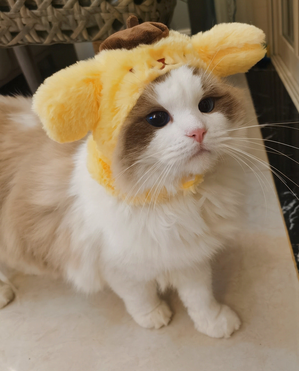 Cartoon Hats
