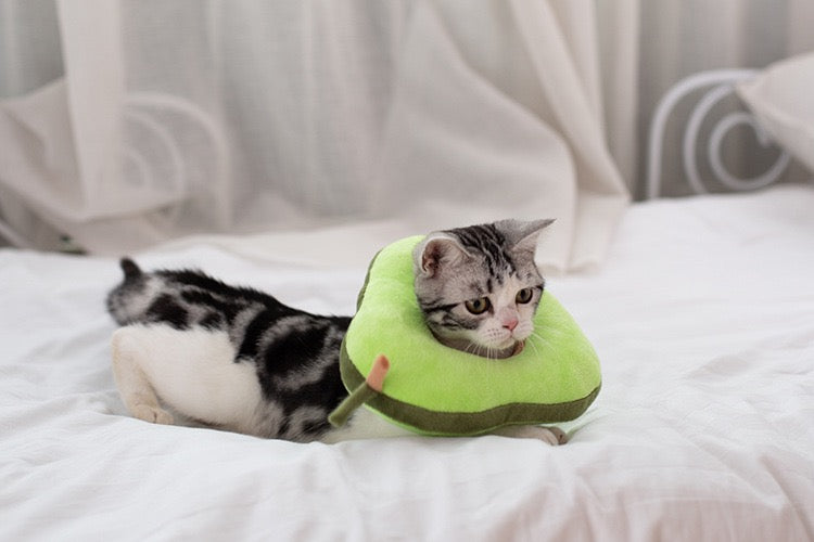 Recovery Collar Avocado