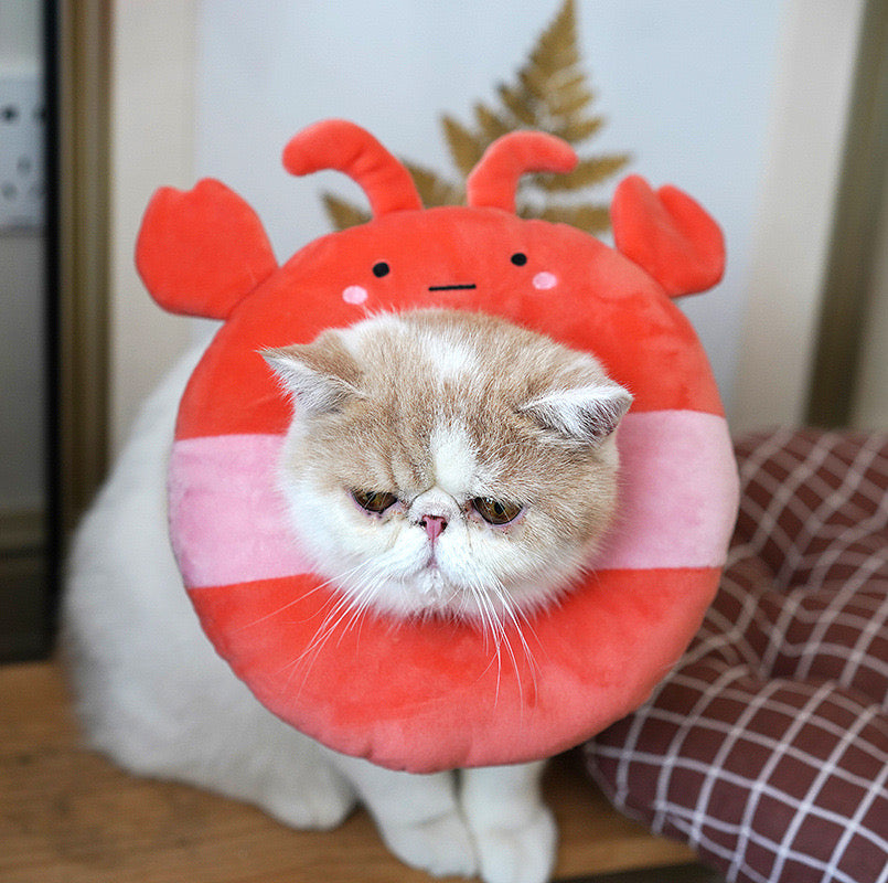 Recovery Collar Lobster