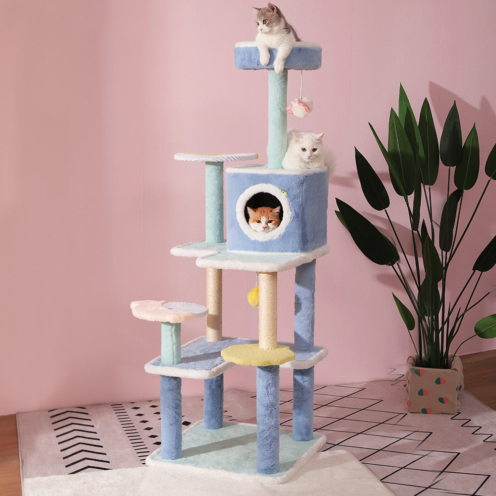 Colorful Sea Cat Tree