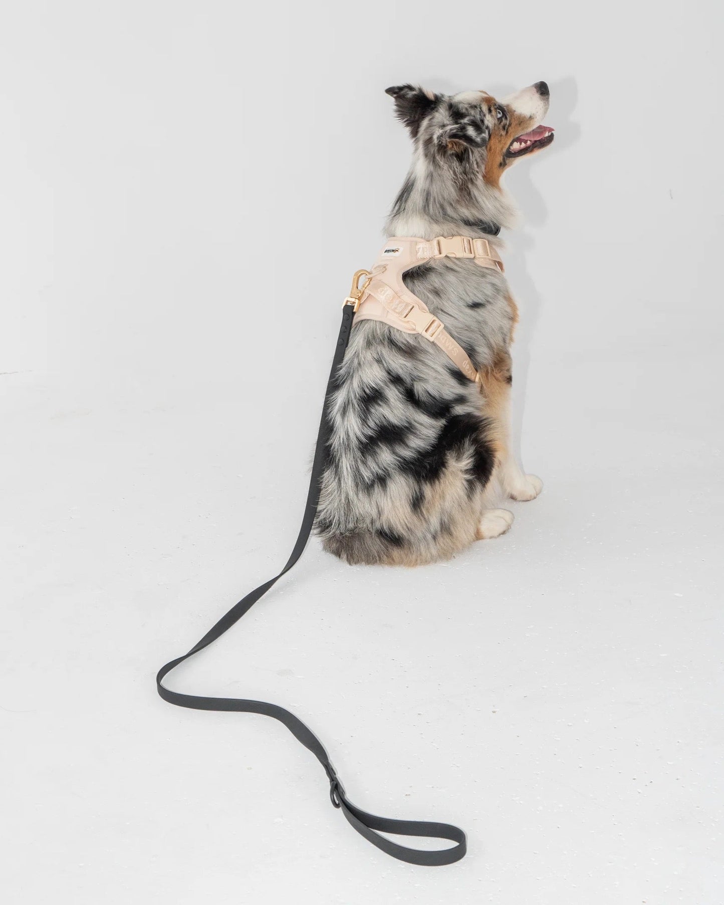 Dexypaws Waterproof Dog Leash in Black