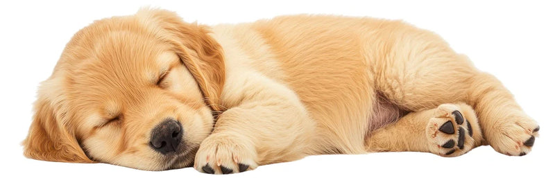 Cute Puppy